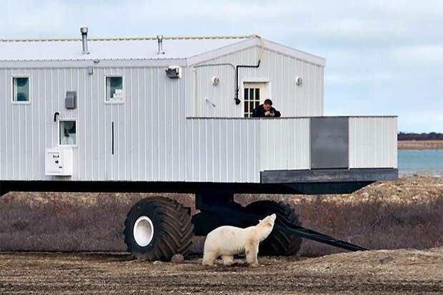 Передвижной отель в тундре: когда твои соседи - полярные медведи Отель, медведи, незабываемо, полярники, путешествия, раз в жизни, тундра