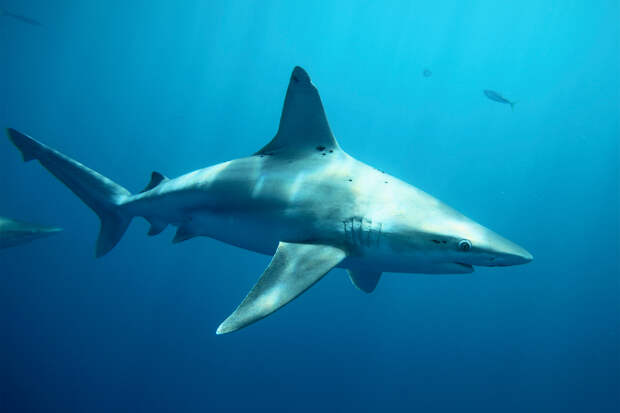 Акула укусила подводного фотографа