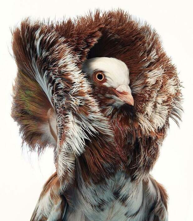 Фотография: 25 невероятно красивых портретов птиц №15 - BigPicture.ru
