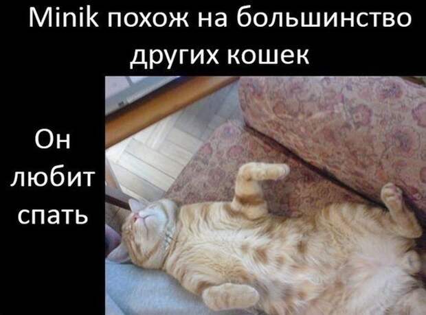 Грустная история счастливого кота Радость, кот, люди, мир, пятница