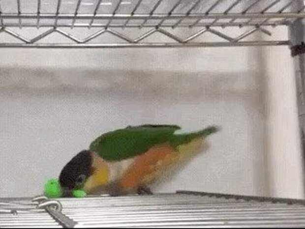 gif, подборка, попугаи, прикол, птица, птицы