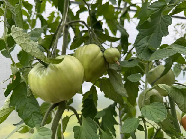 Копеечный пузырёк из аптеки с легкостью спасает урожай томатов: фитофтора обходит теплицу стороной