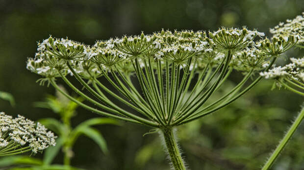 Адвокат Жмурко: за заросший борщевиком участок будут штрафовать
