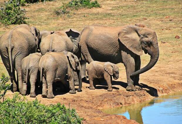 Слон, Животных, Стадо Слонов, Семья Слонов, Африка