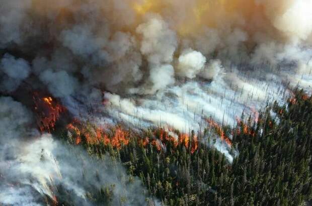 Козлов: Площадь лесных пожаров в России сократилась