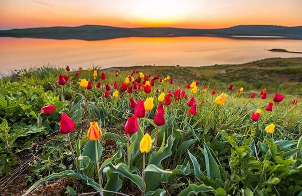 Дикие тюльпаны в Крыму. Автор фото: Сергей Анашкевич