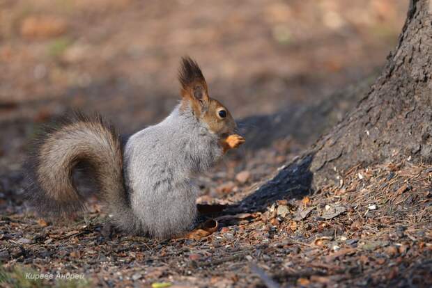 DSC_8452копия.jpg DSC_8452копия.jpg