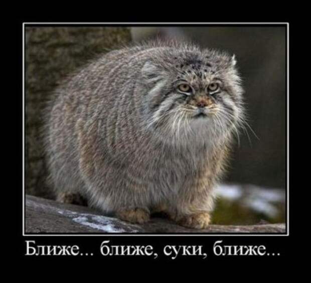 Демотиваторы (30 фото)