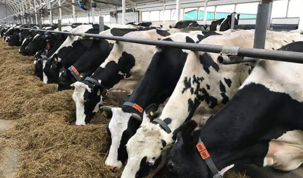 Валовые надои молока в Удмуртии увеличились на 8,8%