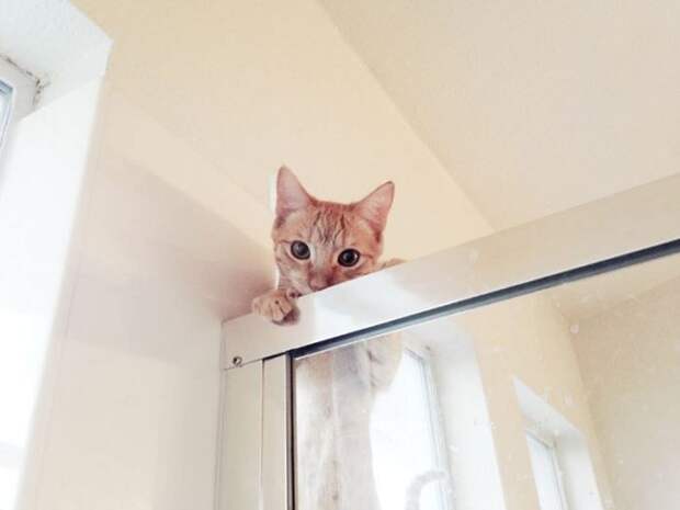 Назойливые коты (43 фото)