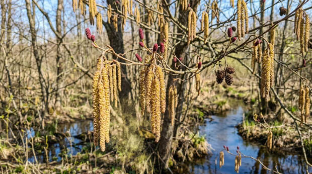 Аллергикам приготовиться: в Подмосковье фиксируют высокую активность ольхи