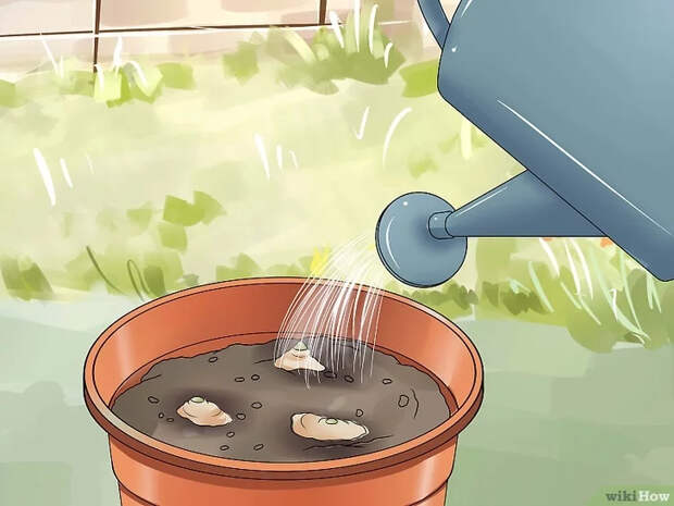 Изображение с названием Grow a Ginger Plant Step 7