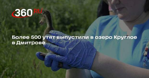 Более 500 утят выпустили в озеро Круглое в Дмитрове