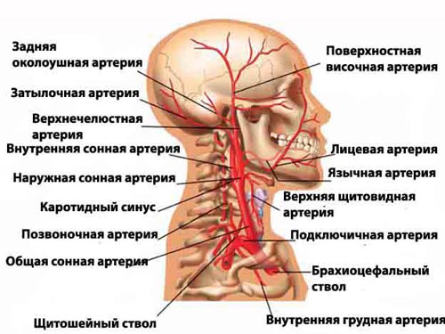 Области головы. Анатомия головы человека