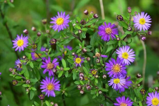 Астра агератовидная "Эзо Мурасаки" (Aster ageratoides 'Ezo Murasaki').