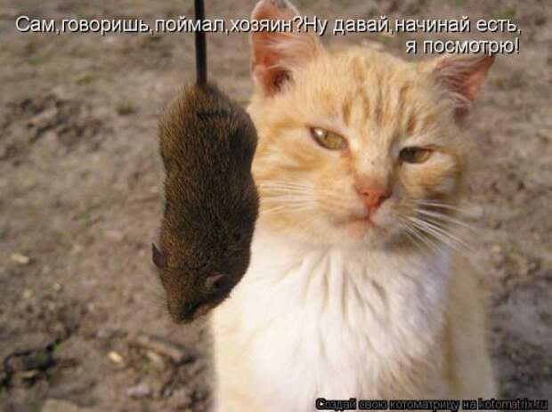 Новая котоматрица на Бугаге (44 фото)
