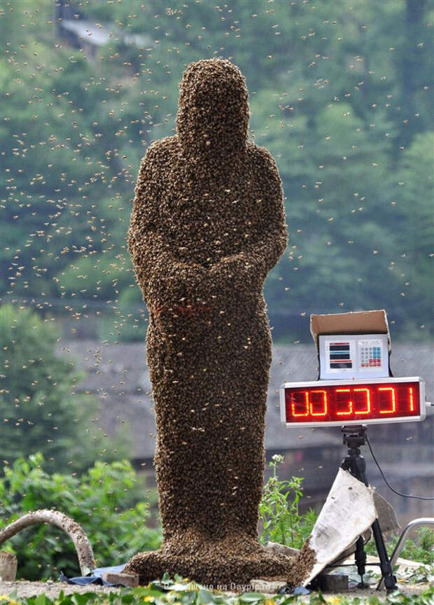 Усмиритель пчел Ванг Далин (9 фото)