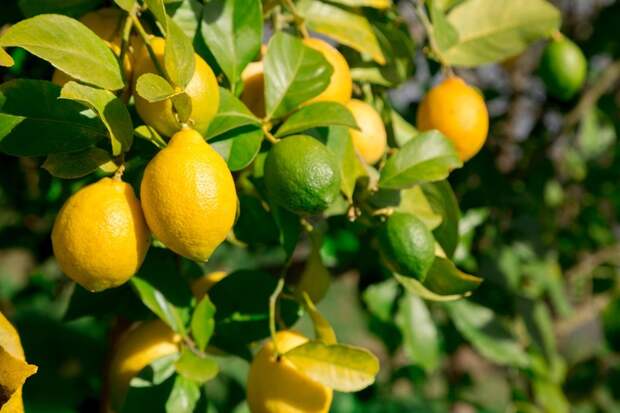 Лайм или лимон: какой фрукт полезнее — а вы об этом знали?