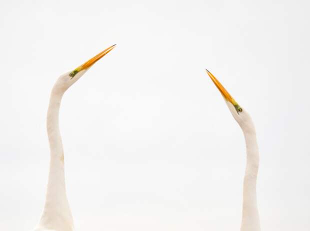 As the great egret populations were killed for their plumage for a long time, so they are so shy that such close-ups can only be taken from hides equipped with one-way glass windows. The rules of wildlife photography worked in this case too: He was truly effective after he became familiar with their behavior, paid attention to their body language; hence he foresaw their actions before they happened. This can be very helpful in the unpredictable world of wildlife photography.