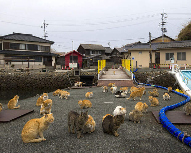 японский остров кошек Аошима