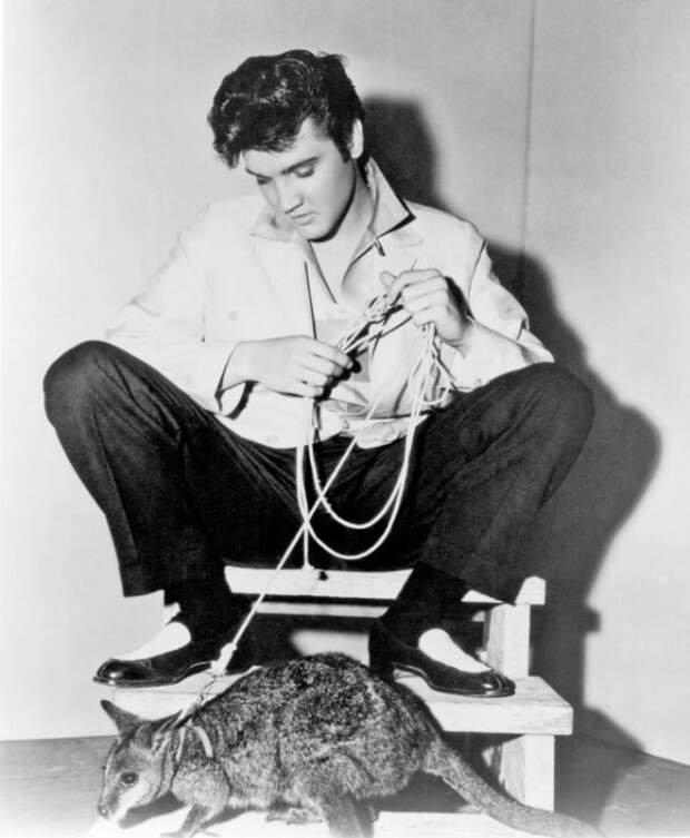 The special edition: Elvis Presley