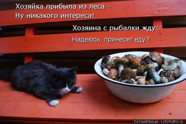 Лучшие котоматрицы недели (50 фото)
