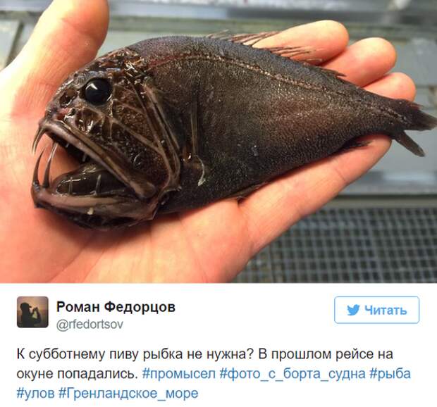 Мурманский моряк выкладывает фото самых странных рыб, пойманных его траулером twitter, Социальные сети, вода, рыба, рыбак