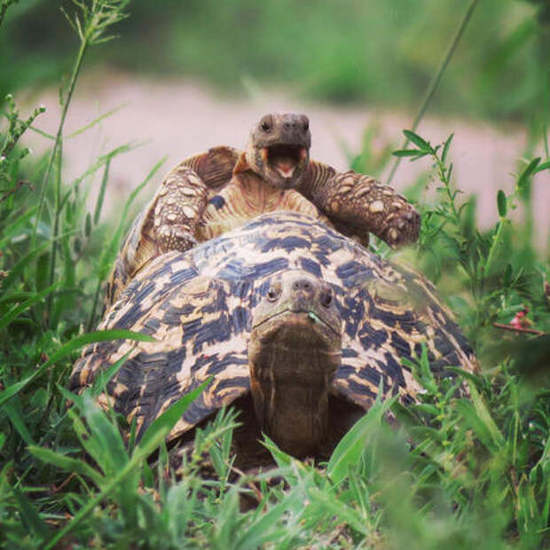 Hilarious finalists of the 2016 Comedy Wildlife Photography Awards