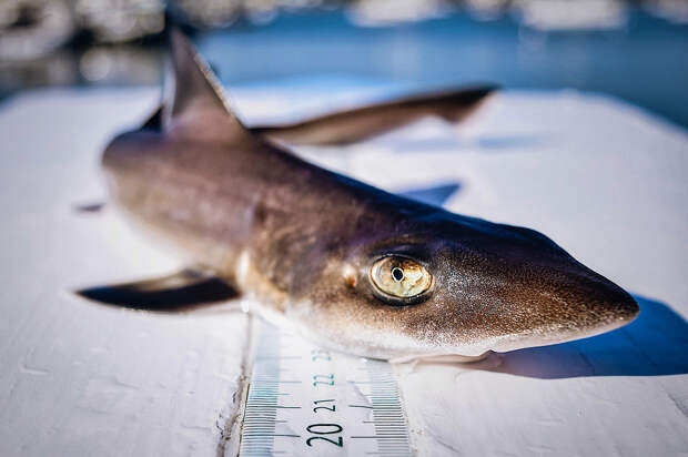 На пляж вынесло беременную белоглазую акулу