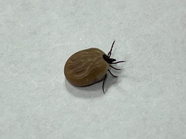 Укусы клещей получены 11 тысячами людей в Тюменской области