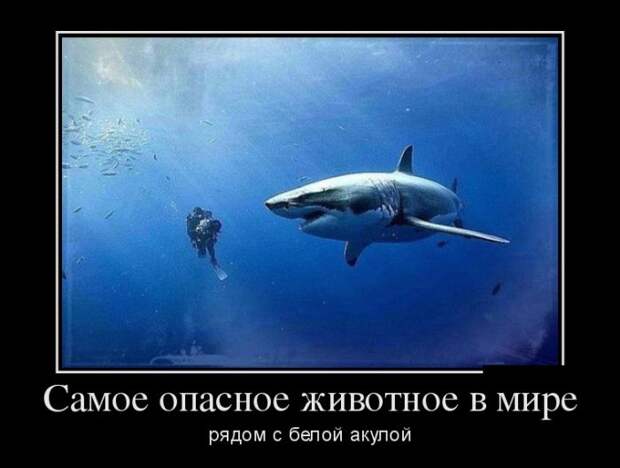 Демотиваторы (30 фото)