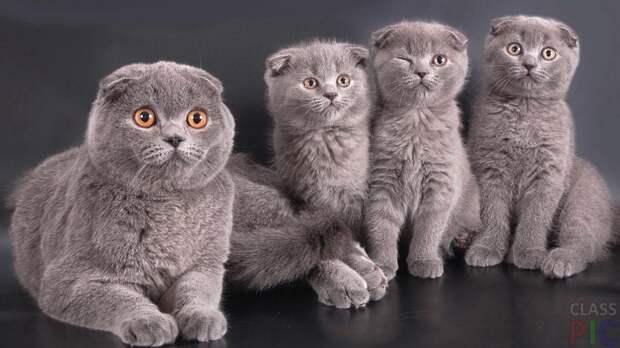 Всемирный день кота. «Кота заводят, чтобы...»