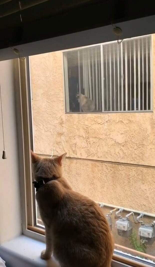 Кот американской актрисы Маккензи Коффман заметил в соседском окне другого кота животные, знакомство, кот, переписка, умора, юмор
