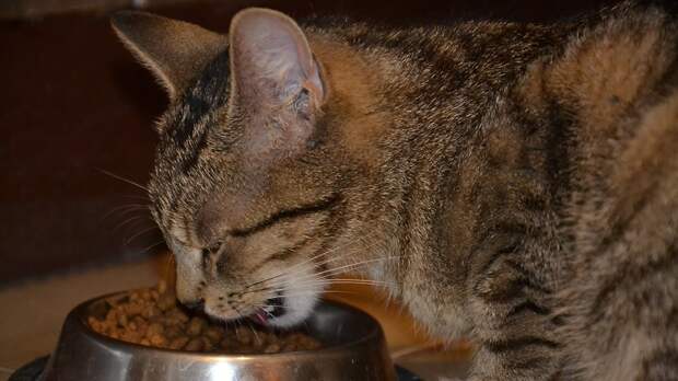 Отечественные премиум‑корма для собак и кошек начнут выпускать в Подмосковье в 2022 г