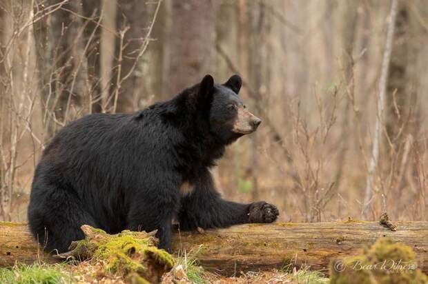 Медведи в дикой природе на снимках Дэйва Шаффера