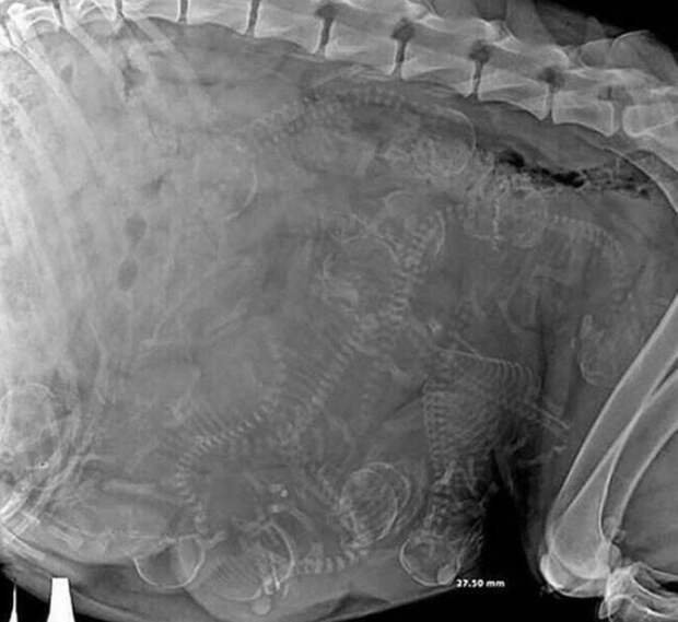 13. Рентгеновский снимок беременной собаки