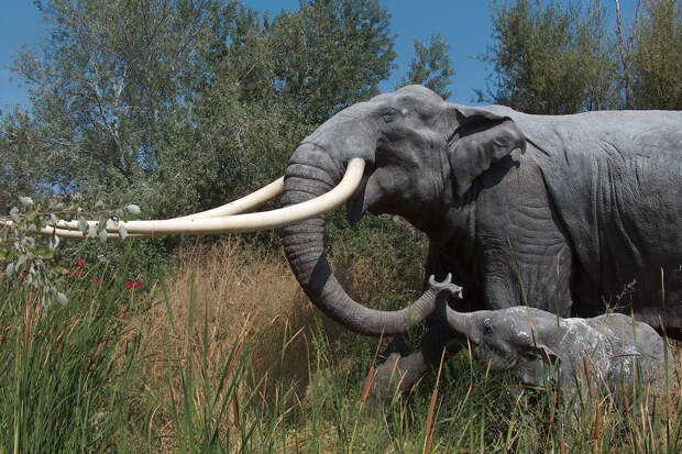 PNAS: один прямобивневый слон мог накормить 2,5 тыс. неандертальцев
