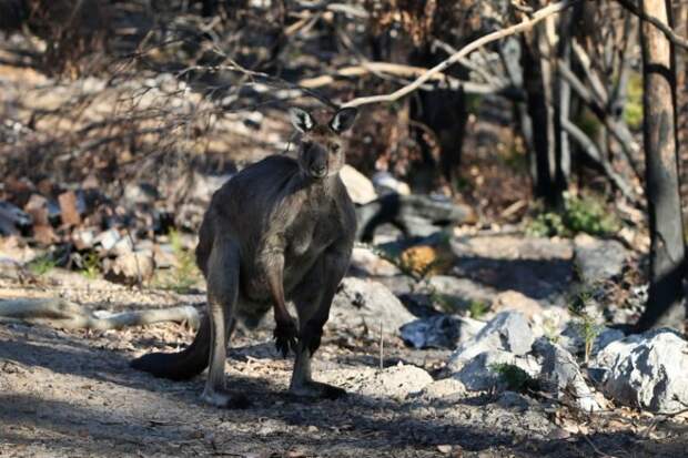 Австралийские коалы выпущены в дикую природу