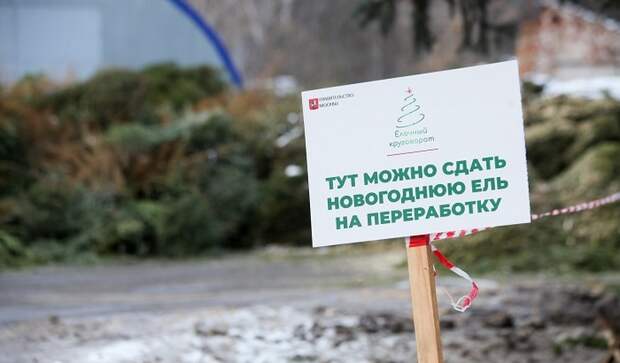 Вторая жизнь новогодних ёлок