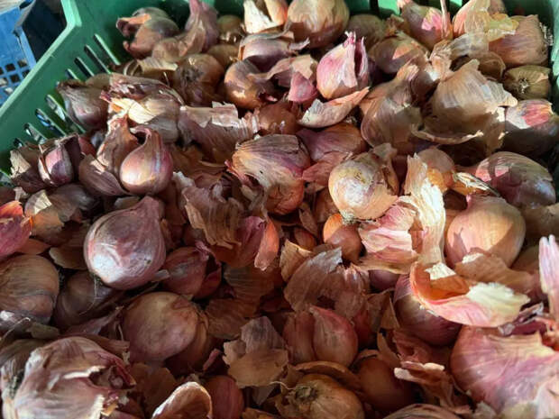 Не прозевайте лук: когда и как сажать севок в 2026, чтобы урожай завалил