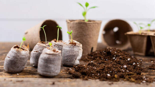 Ведро перцев с трех кустов: секрет урожайной рассады от садовода — никакой химии