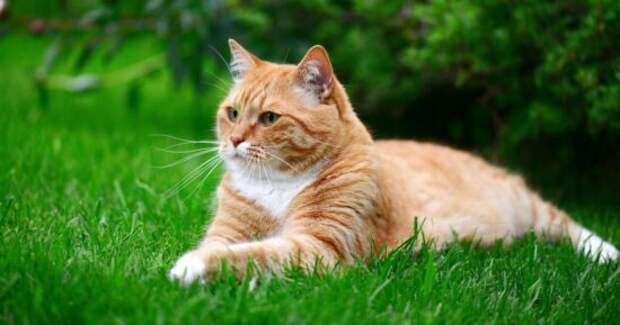 Проверено ветеринаром: опасные для кошек растения, которые есть на каждой клумбе