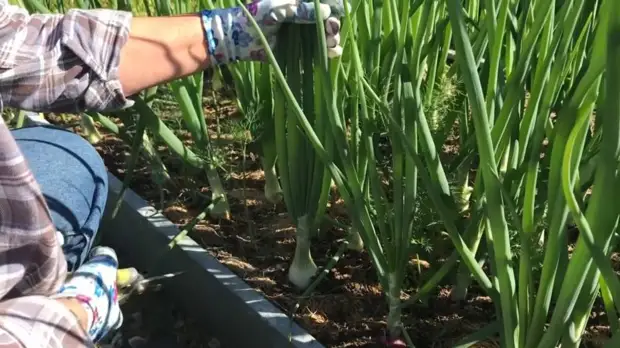 Как вырастить действительно крупный лук