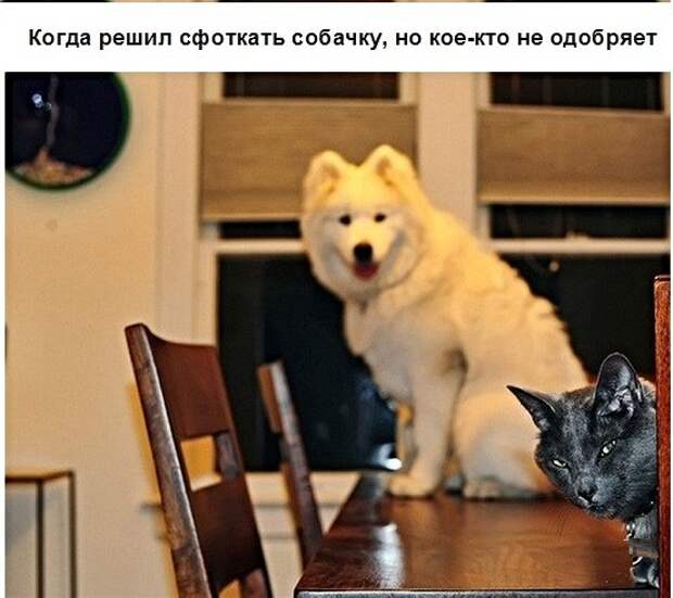 Анекдоты, истории и картинки с надписями
