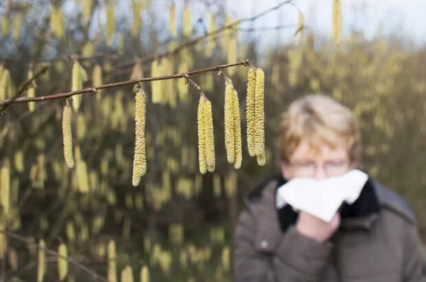 Аллергиков предупредили, что сезон цветения березы может начаться раньше