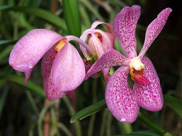 цветы орхидеи фото