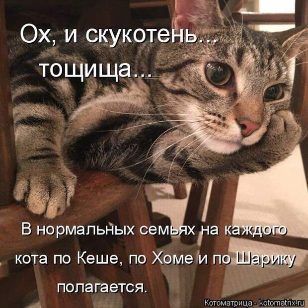 Лучшие котоматрицы недели (50 фото)