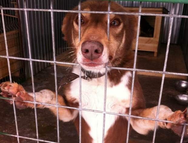 Прокуратура Ленобласти пришла с очередной проверкой в приют "Островок надежды"