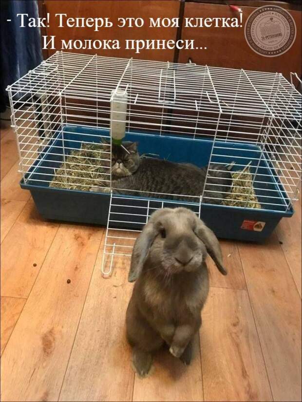 Клетка
