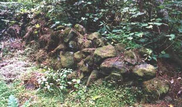 Лес Вайпуа. Фото взято с сайта: https://www.everythingselectric.com/forum/index.php?topic=312.0